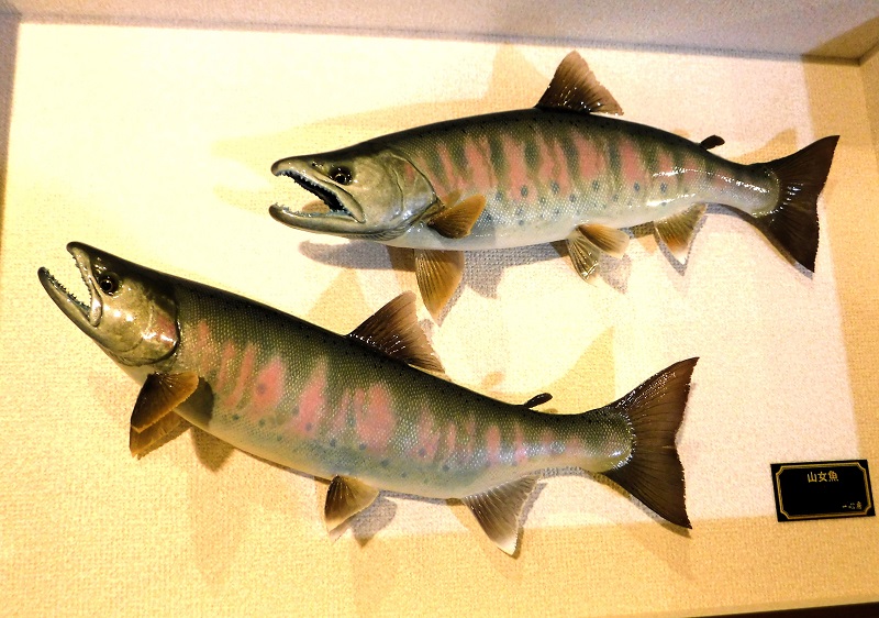 ヤマメの剥製 46cm 剥製魚 ヤマメの剥製 46cm 剥製魚 ヤマメ剥製