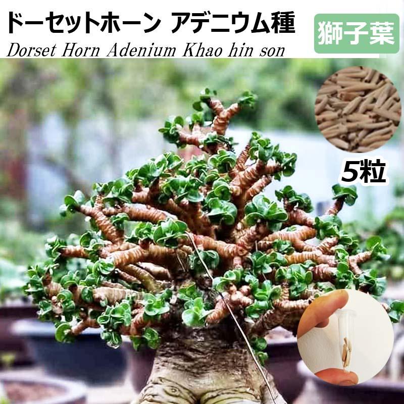 アデニウム 獅子葉 KHZ DHA 種子 5粒 カウヒンソー 葉巻 塊根植物