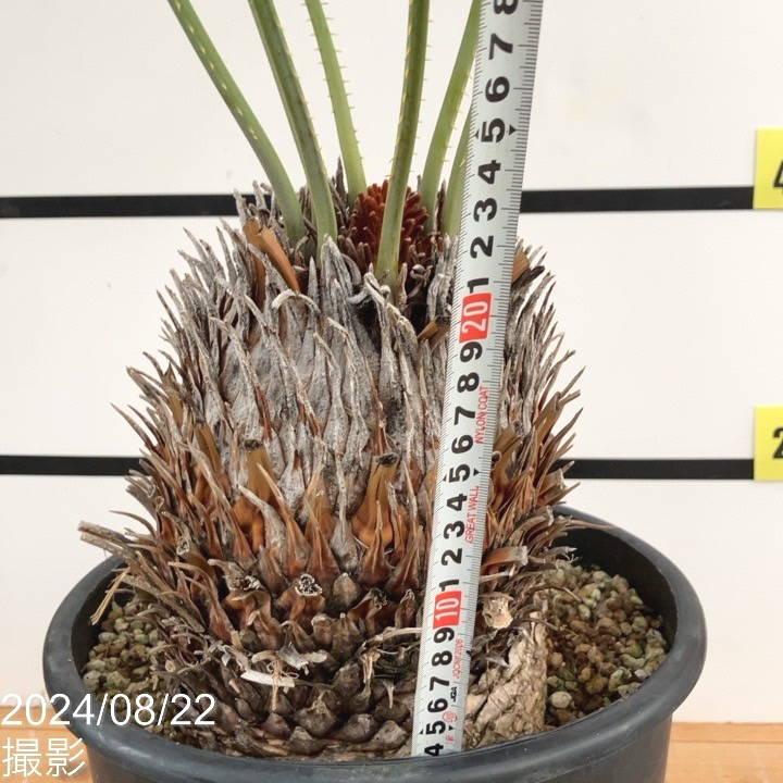 激レア！現品お届け】サイカス カイルンシアナ（ブルーソテツ）9号大鉢