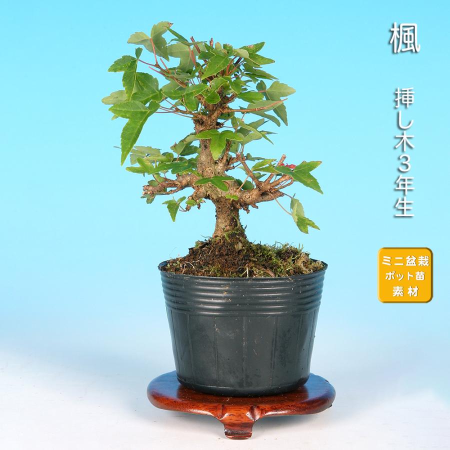 盆栽 ミニ盆栽 「楓 挿し木3年生」 カエデ かえで 小品 葉物 苗木