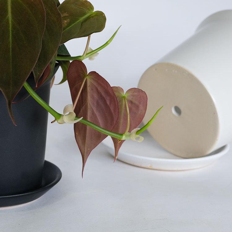 陶器鉢 ぜぜ10 受皿付 セラミック鉢 シンプル 植木鉢 径10cm 高9cm 底