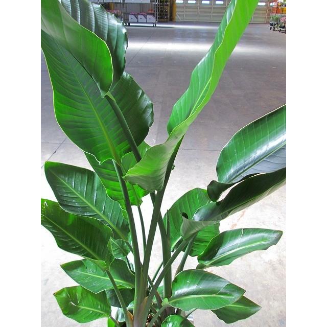 ストレリチア オーガスタ 10号 観葉植物 鉢植え 苗 リゾート 南国