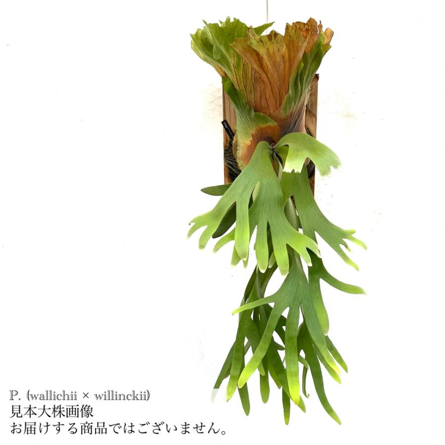 現品) ビカクシダ (ワリチー × ウィリンキー) (spore) (No.40800