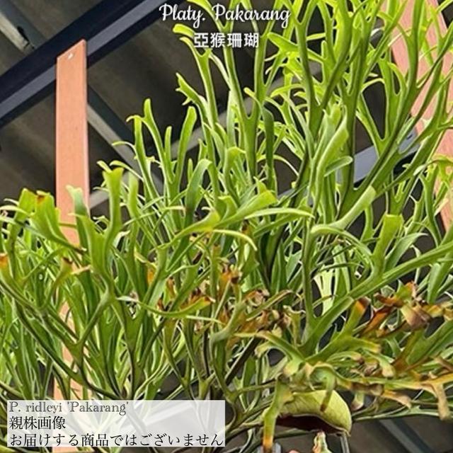 現品) ビカクシダ リドレイ 'パカラン' (TC) (No.41165) (コウモリラン