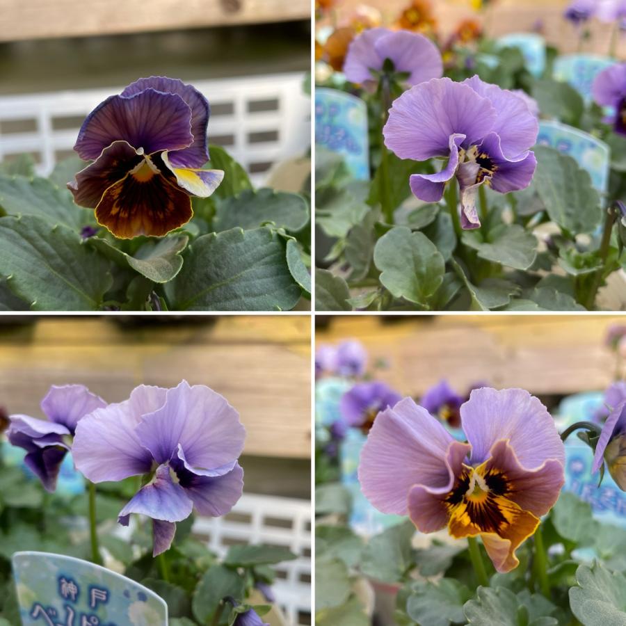 ビオラ 神戸べっぴんさん 湖蒼うみ アンティークブルーミックス 3.5号