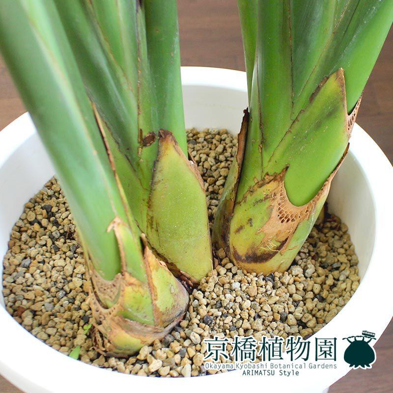 ストレチア/ストレリチア・レギネ 10号 : 花のアリマツ Yahoo!店