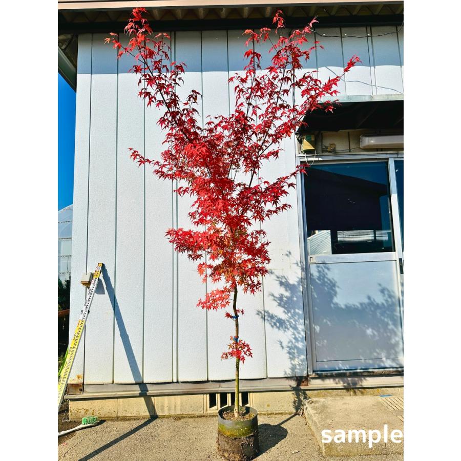 イロハモミジ 単木 樹高1.8m前後(根鉢含まず） シンボルツリー 落葉樹