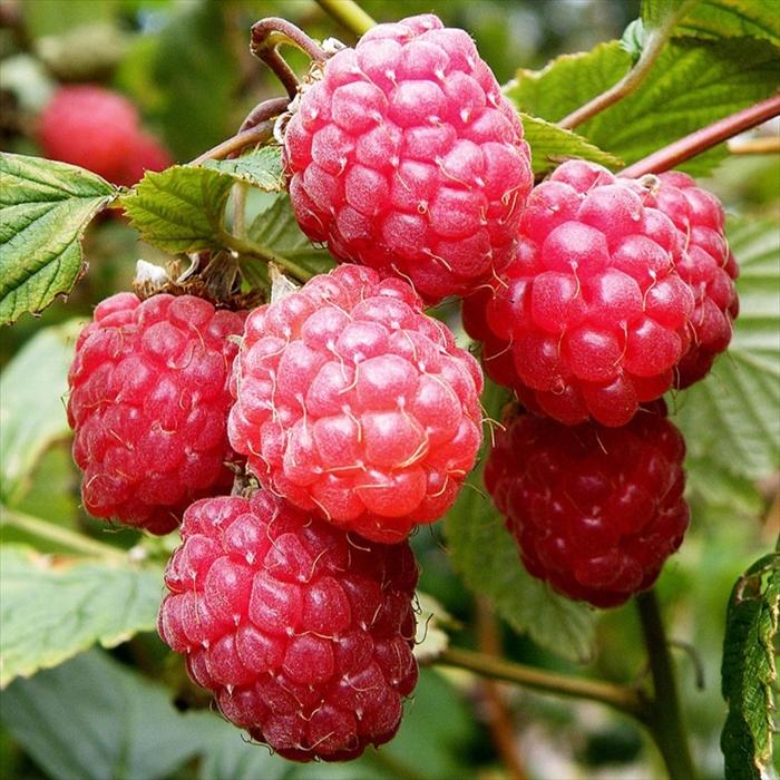 日本花キ流通 予約販売 ラズベリー 苗 グレンアンプル 9cmポット トゲ