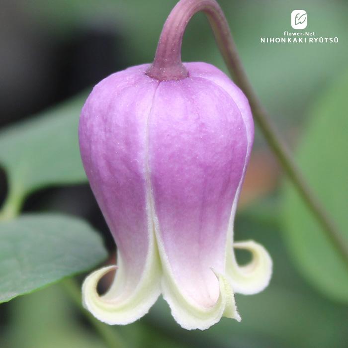 日本花キ流通 【まもなく締め切り】 予約販売 クレマチス 苗