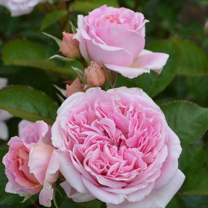 予約販売 バラ苗 バラ大苗 ロサ オリエンティス メアリーレノックス