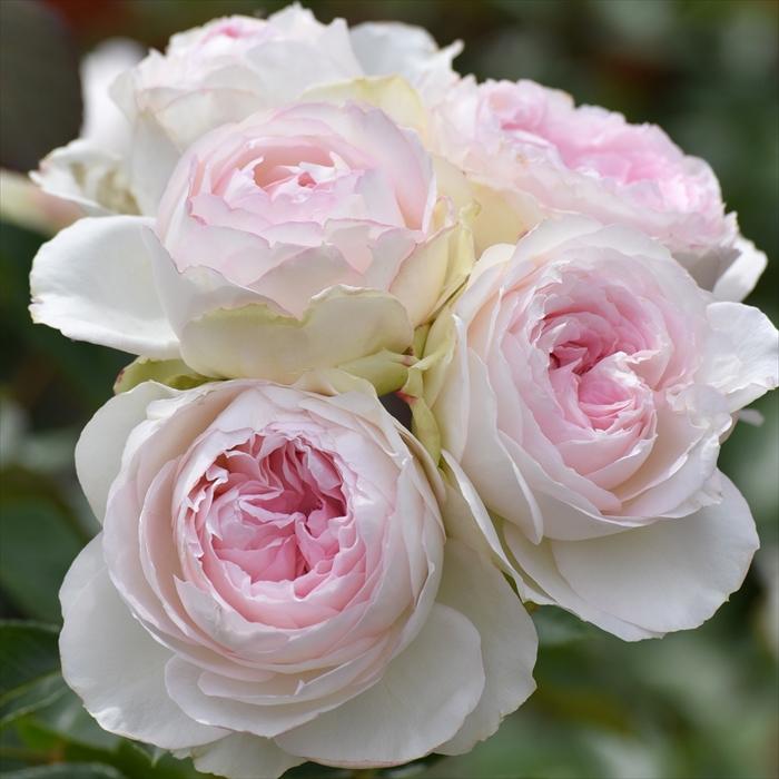 予約販売 バラ苗 バラ大苗 ロサ オリエンティス ロクサーヌ 品種登録