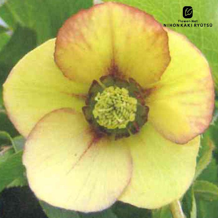 クリスマスローズ苗 シングル イエローピコティ 杉山交配 9cmポット