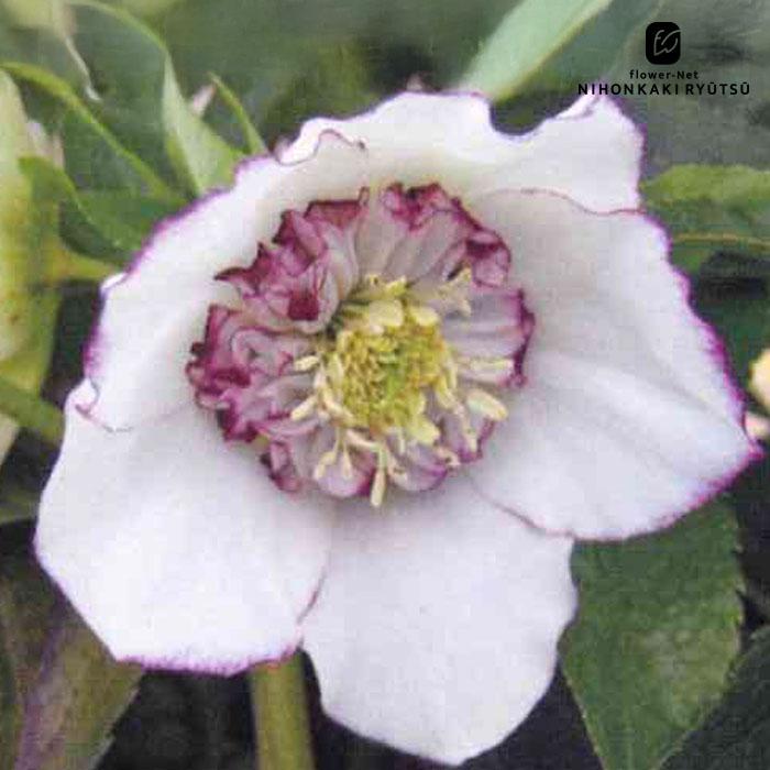 クリスマスローズ苗 セミダブル 糸ピコティ 杉山交配 9cmポット 宿根草