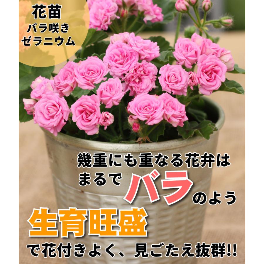 花苗 ゼラニウム ディープミルフィールドローズ 品種登録出願中 2株