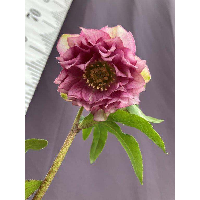 クリスマスローズ 横山園芸 プリマドレス 多弁系ダブル : 日本ライン