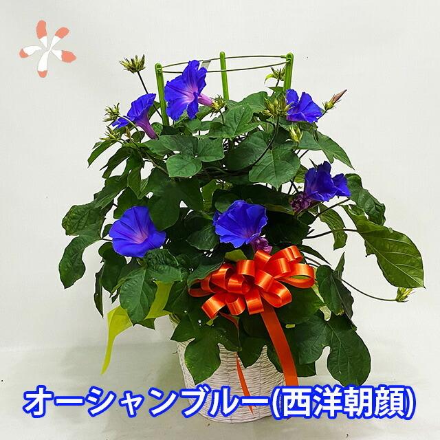 朝顔 あさがお アサガオ 鉢植え 琉球朝顔 クリスタルブルー 6寸