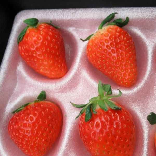 いちごの緩衝材）いちごソフトパックN-3ピンク/600枚入（LIK-N3） : 箱