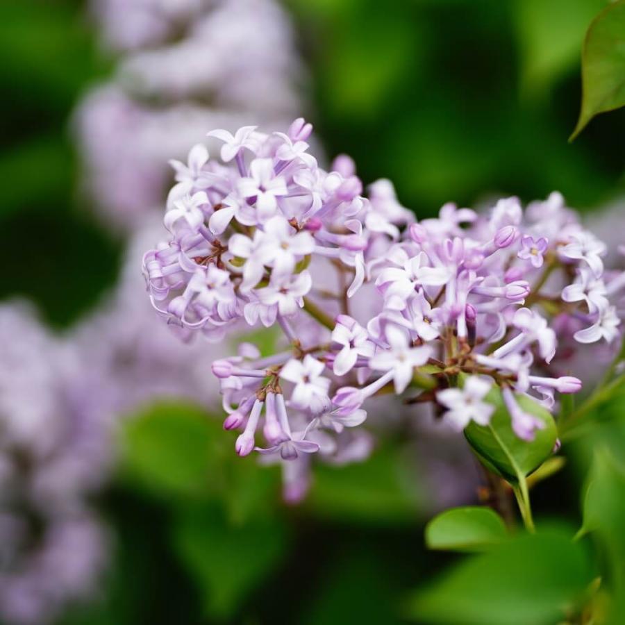 ライラック ピンク 4.5号ポット苗 : 苗木部 花ひろばオンライン - 通販