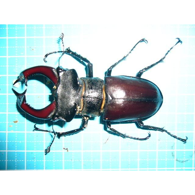 ヨーロッパミヤマクワガタ♂70mmペア : insectGreenHouse - 通販