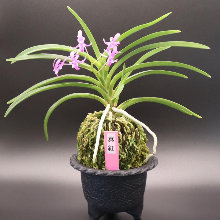 富貴蘭 真紅 現品 S21 フウキラン フウラン : OKABE GREEN