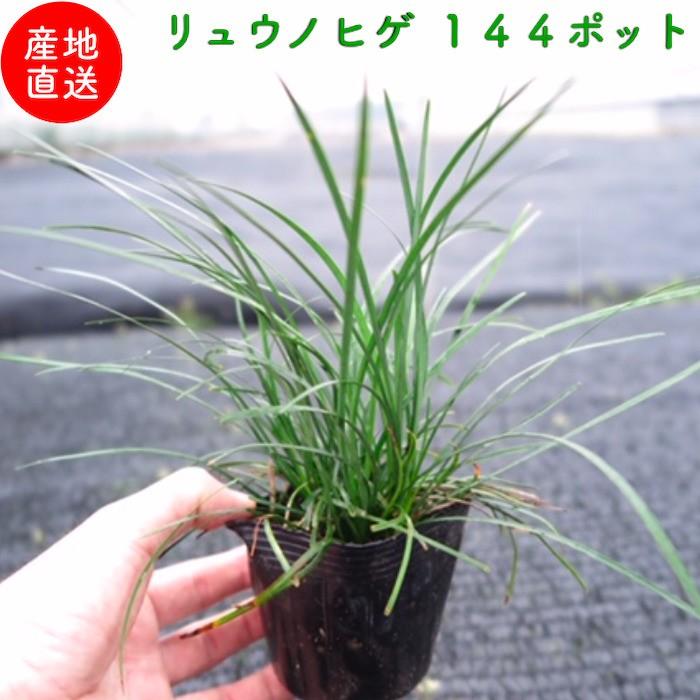 リュウノヒゲ 9cmポット苗 144株 グランドカバー 常緑 多年草 竜のひげ