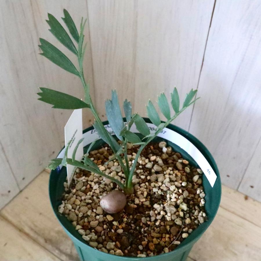 現品 絶滅種 ヒメオニソテツ エンセファラルトス ホリダス : nico