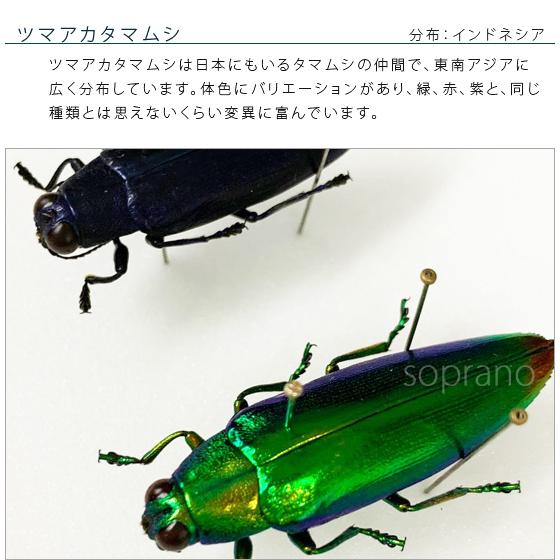 昆虫標本 ツマアカタマムシ 2匹 メタリック調ライトフレーム