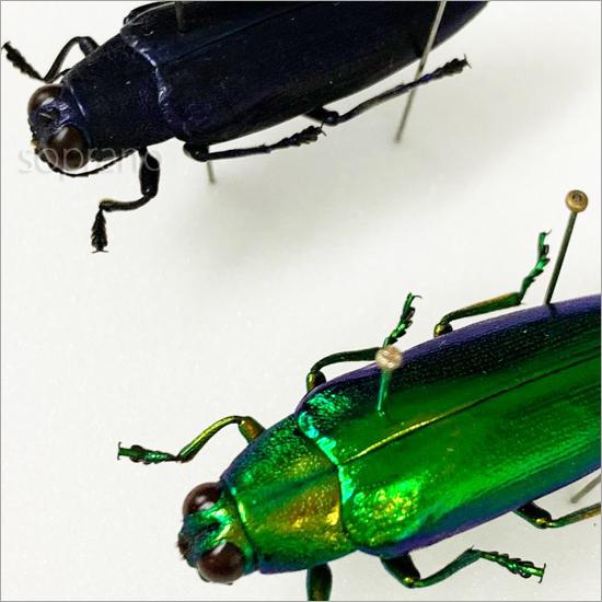 昆虫標本 ツマアカタマムシ 2匹 メタリック調ライトフレーム
