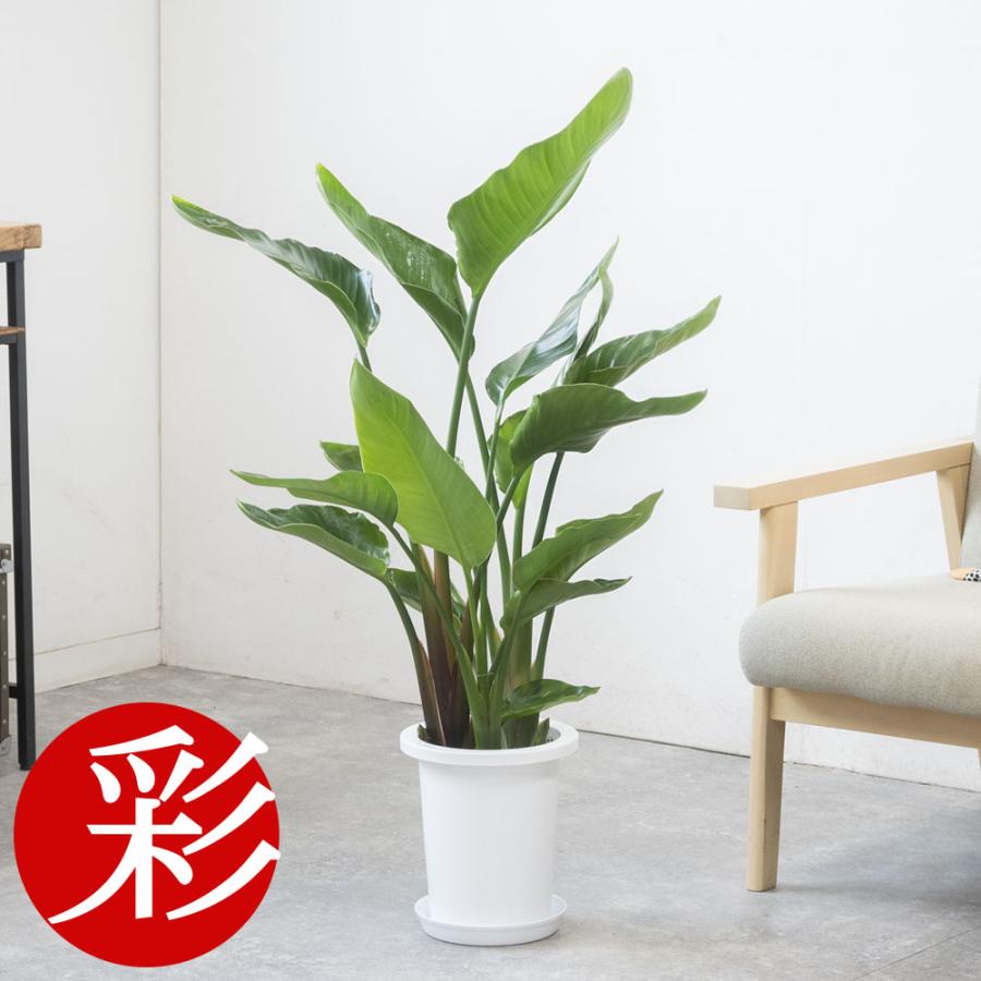 観葉植物 本物 ストレリチア・オーガスタ 7号鉢 鉢カバーオプション