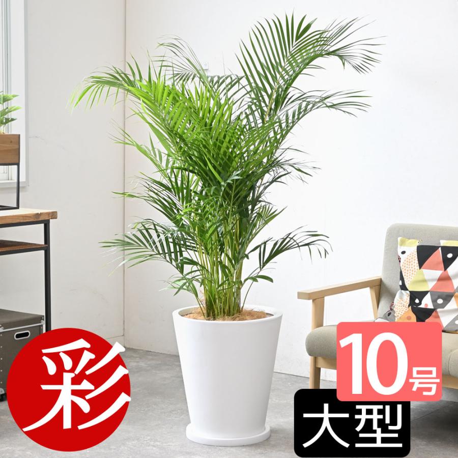 観葉植物 本物 アレカヤシ 10号鉢 白陶器鉢カバー付き セット