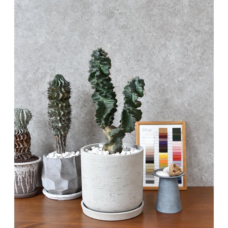 現品 観葉植物 本物 柱サボテン セレウス ペルビアナス スピラリス