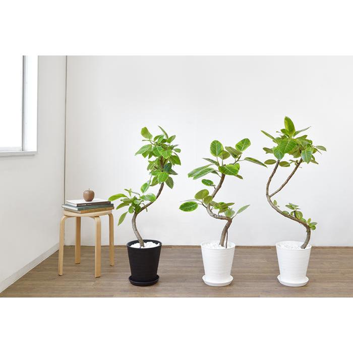 観葉植物 本物 フィカス アルテシーマ バリエガタ 曲幹 セラアート鉢 8