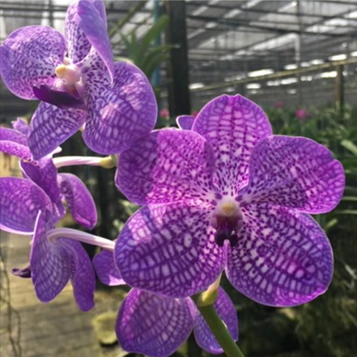 洋ラン 苗 バンダ パクチョン ブルー（Vanda Pakchang Blue