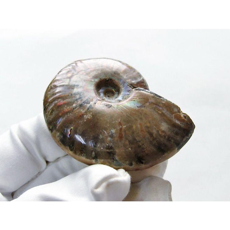 虹入り アンモナイト 化石 t570-4954 : 誠安天然石専門店 - 通販