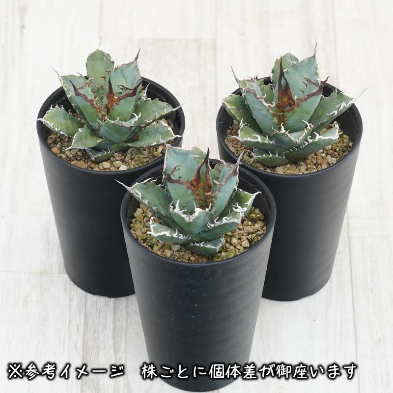 アガベ・チタノタ「阿修羅（アシュラ）」 3.5号鉢 : 四国ガーデン