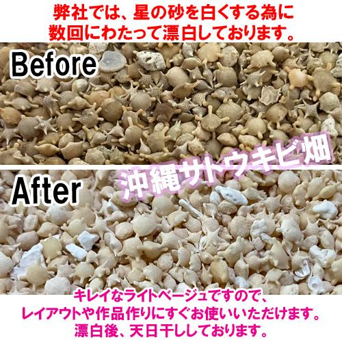 送料無料】沖縄 石垣島 星の砂(星砂) 1kg 業務用 大量販売 : りゅうか