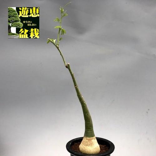 塊根植物：アデニア グラウカ*葉幅11cm 現品！一品限り : 遊恵盆栽