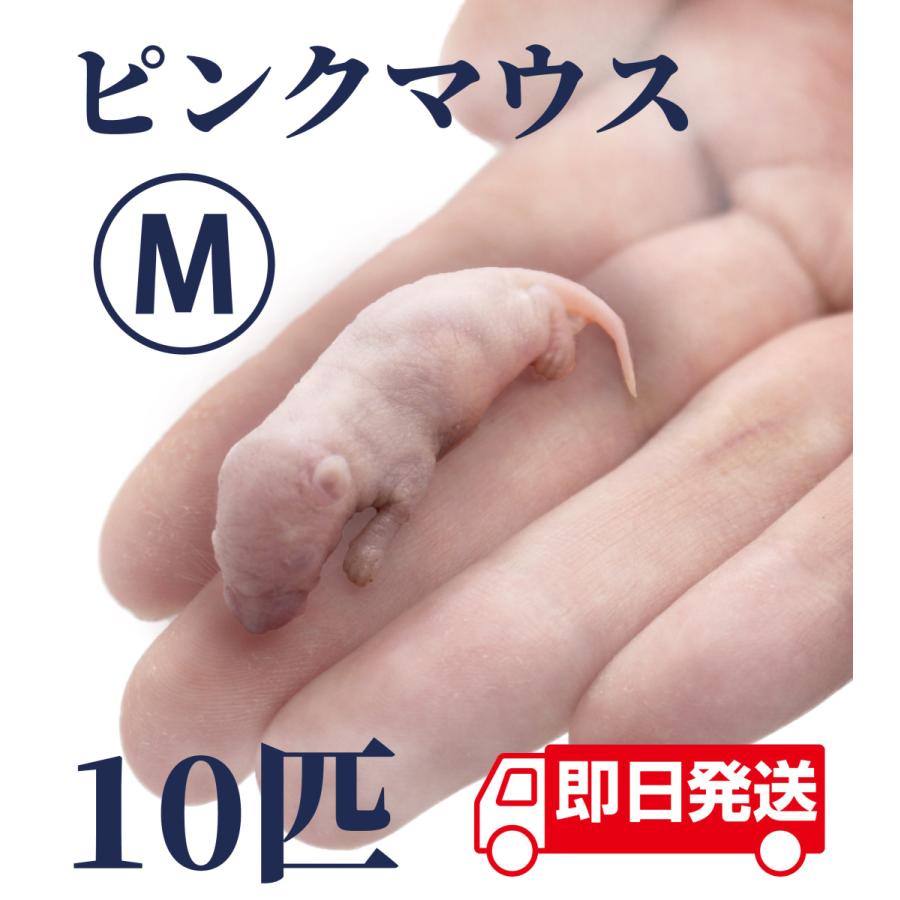 ZAZOO 国産 冷凍マウス ピンクマウスM 3〜4 g 約4.0 cm 真空 個別包装