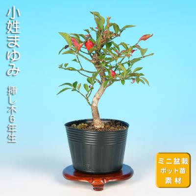 コマユミ盆栽のおすすめ人気商品一覧 通販 - Yahoo!ショッピング