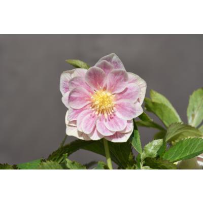 クリスマスローズ 開花株のおすすめ人気商品一覧 通販 - Yahoo