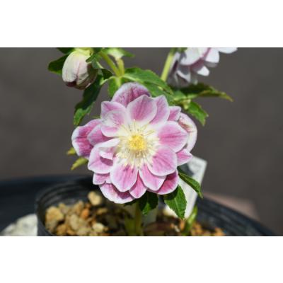 クリスマスローズ 開花株のおすすめ人気商品一覧 通販 - Yahoo