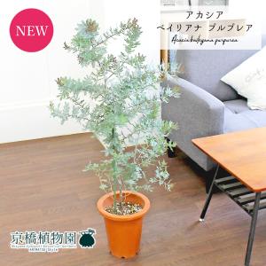 アカシア・ブルーブッシュ 7号 茶鉢 : 花のアリマツ Yahoo!店 - 通販