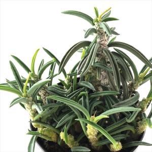 日本花キ流通 多肉植物 sdアデニア グラウカ 実生 多肉植物 塊根植物