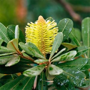 ヒースバンクシア・エリシフォリア 5号ポット苗 : 苗木部 花ひろば