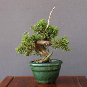 株）一樹園 千寿姫【新品種】 小品盆栽／樹齢20年 : 一樹園 - 通販