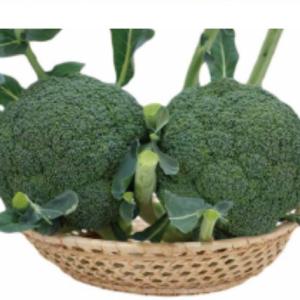 SK9-099 ブロッコリー種子 ペレット5000粒 【野菜種子】【サカタのタネ