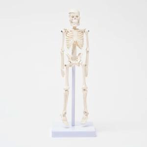 下肢のスポーツ疾患治療の科学的基礎:筋・腱・骨・骨膜 (Sports