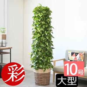 観葉植物 本物 ガジュマル 昇り竜タイプ セラアート鉢 10号鉢 大型