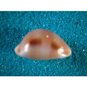 アオイガイ : 貝殻ストア - 通販 - Yahoo!ショッピング