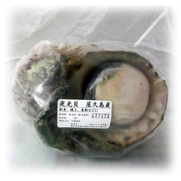 夜光貝（屋久島近海モノ 殻付き） : やくしま市場 - 通販 - Yahoo